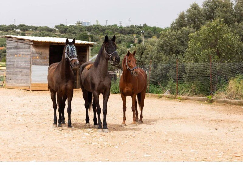 Ιπποδάμεια Ιππικός Όμιλος